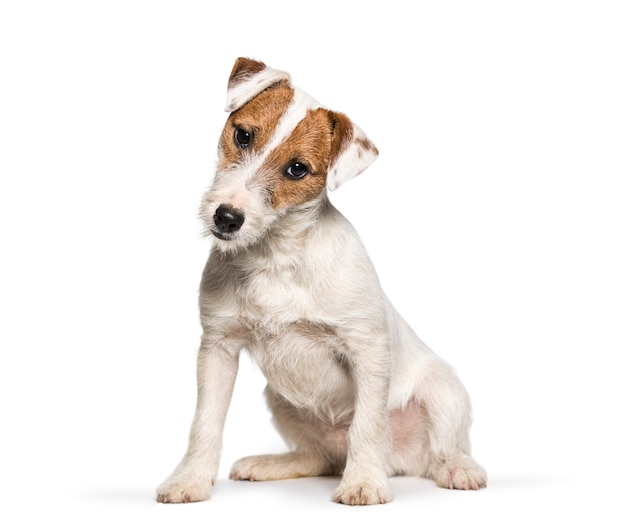 Cucciolo di Jack Russell Terrier seduto su sfondo bianco