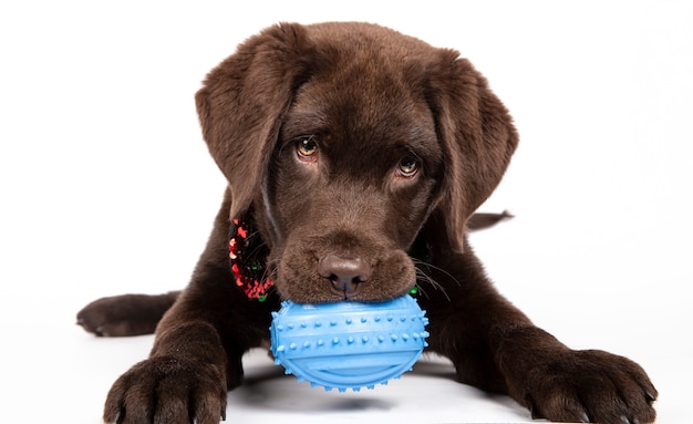 Cucciolo di Labrador al cioccolato di tre mesi che morde un giocattolo blu su fondo bianco. Immagine isolata