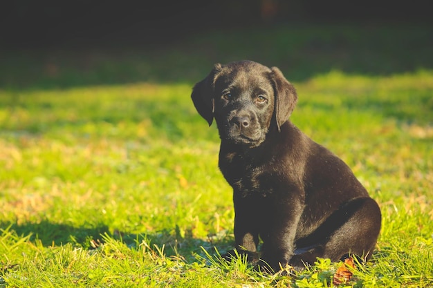 Cucciolo di Labrador nero sull'erba cane felice seduto nel parco