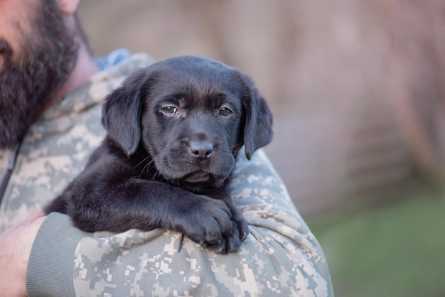 Cucciolo di labrador retriever di colore nero sulle mani Messa a fuoco morbida