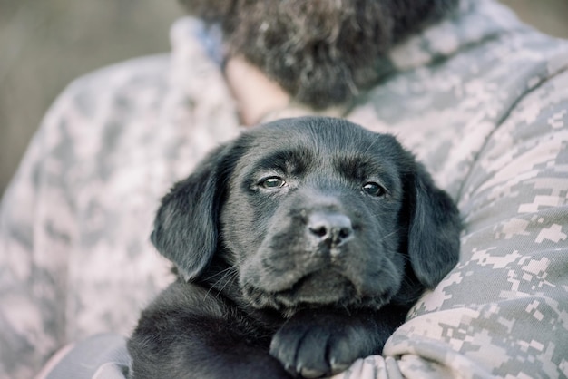 Cucciolo di labrador retriever di colore nero sulle mani Messa a fuoco morbida