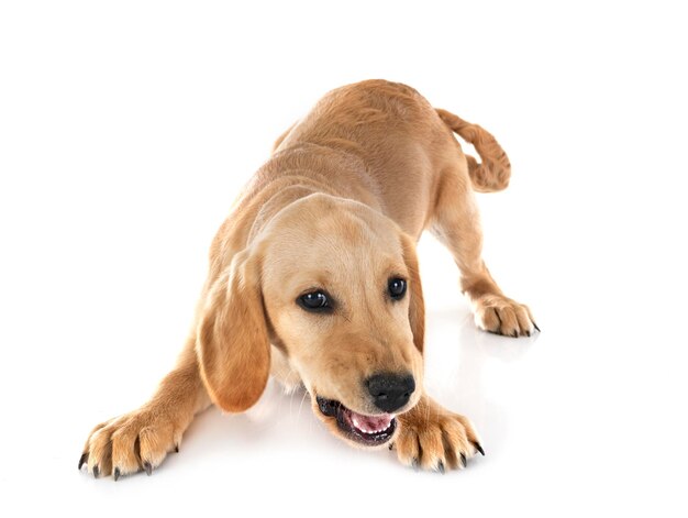 cucciolo di labrador retriever di fronte a uno sfondo bianco