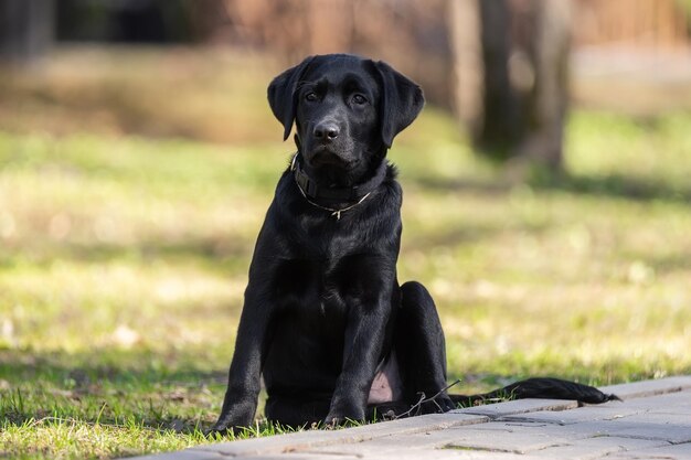 Cucciolo di labrador retriever in erba