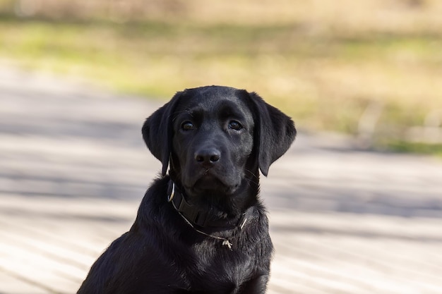 Cucciolo di labrador retriever in erba