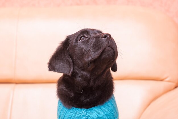 Cucciolo di labrador retriever in un maglione blu Ritratto di un cane nero