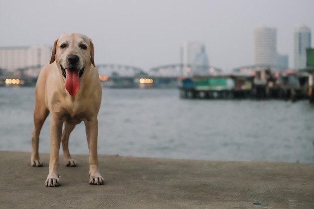 Cucciolo di labrador retriever