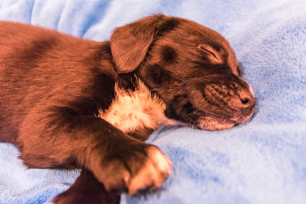 Cucciolo di labrador retriever