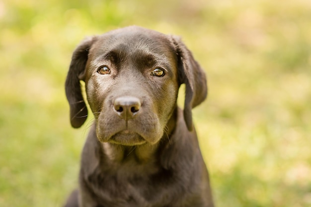 Cucciolo di Labrador su uno sfondo di erba verde Ritratto di un cane nero