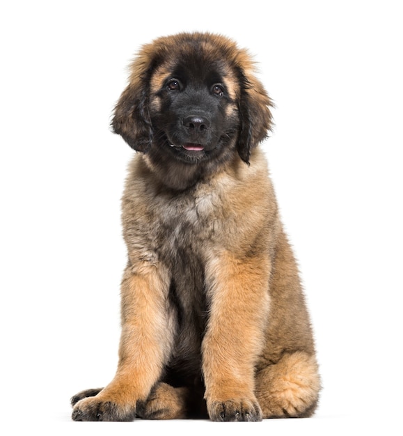 Cucciolo di Leonberger seduto su sfondo bianco