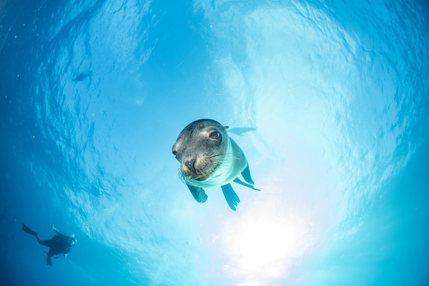 Cucciolo di leone marino sott'acqua che ti guarda