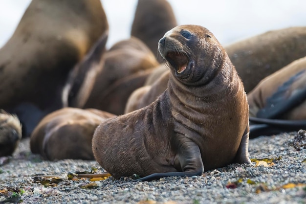 Cucciolo di leone marino sulla colonia riproduttiva della spiaggiaPenisola Valdes Patagonia