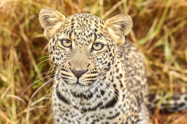 Cucciolo di leopardo