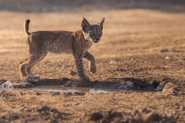 Cucciolo di lince iberica Lynx pardinus Spagna