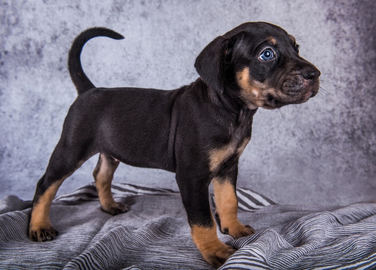 Foto cucciolo di louisiana catahoula leopard dog in piedi su sfondo grigio