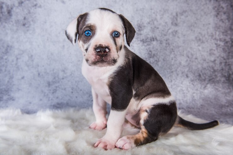 Foto cucciolo di louisiana catahoula leopard dog seduto su gray