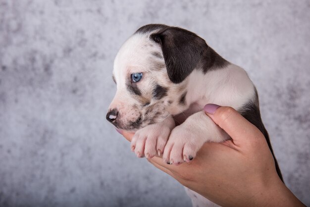 Cucciolo di Louisiana Catahoula Leopard Dog sulle mani