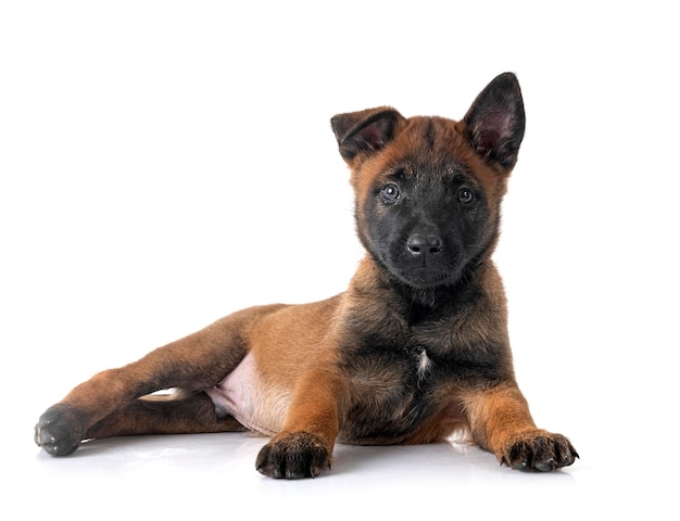 cucciolo di malinois in studio