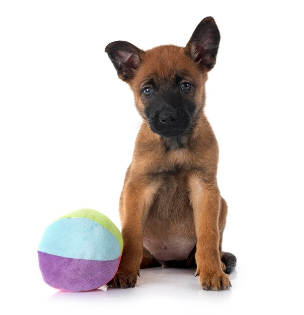 cucciolo di malinois in studio