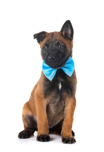 cucciolo di malinois in studio