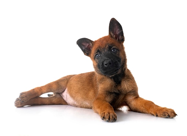 cucciolo di malinois in studio