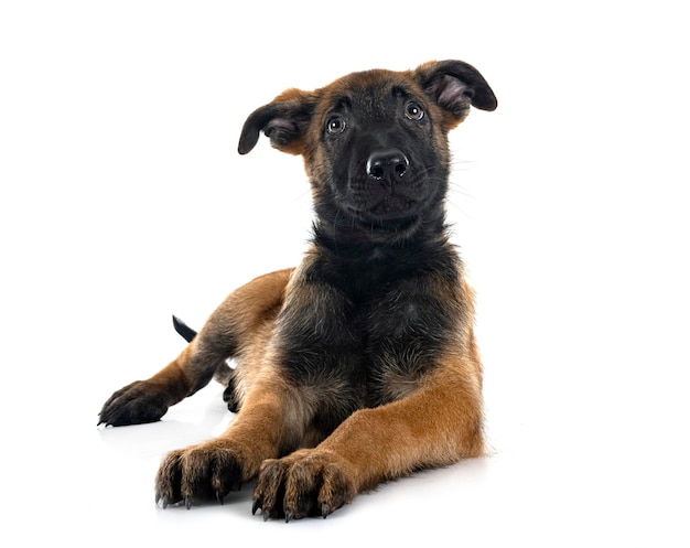 cucciolo di malinois in studio