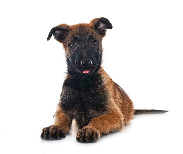 cucciolo di malinois in studio