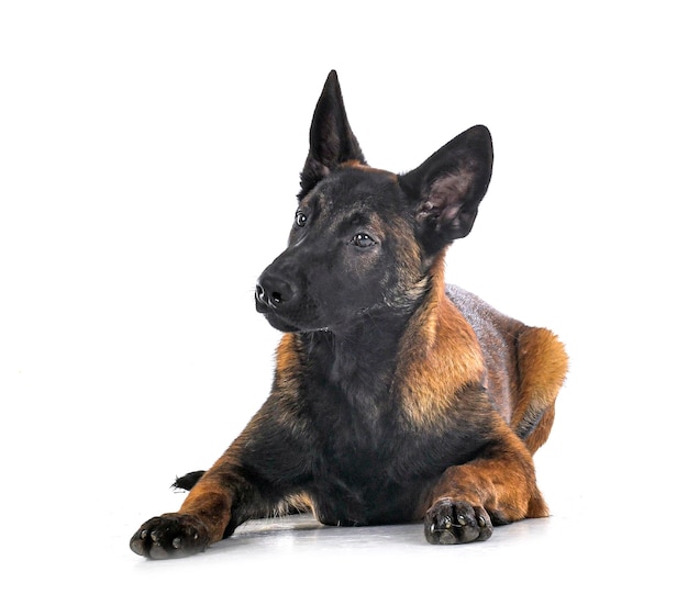 cucciolo di malinois in studio