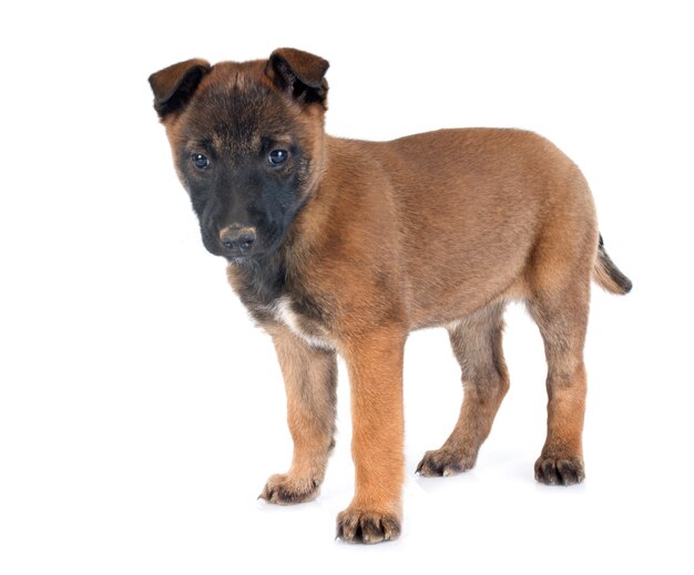 cucciolo di malinois