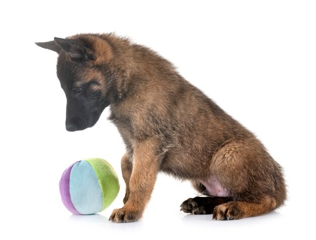 cucciolo di malinois