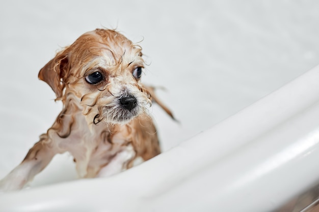 Cucciolo di Maltipoo bagnato mentre fa il bagno in bagno