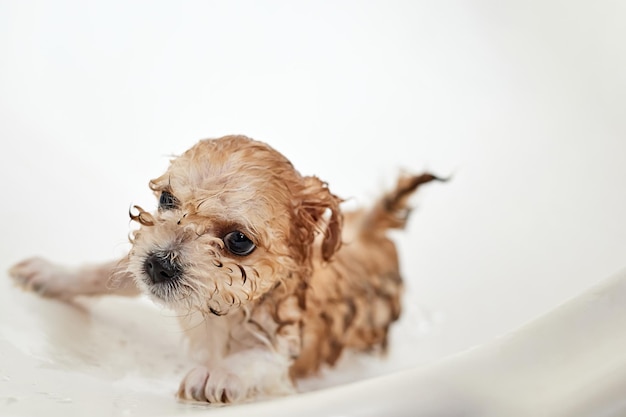 Cucciolo di Maltipoo bagnato mentre fa il bagno in bagno