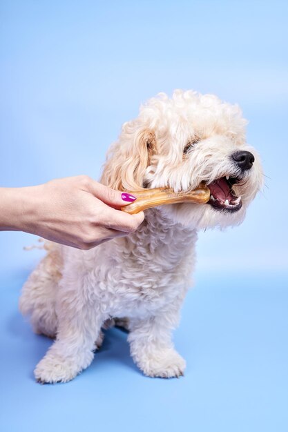 Cucciolo di Maltipoo che morde un osso regalatogli da una ragazza