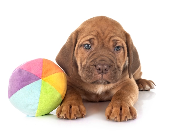 Cucciolo di mastino italiano davanti a uno sfondo bianco