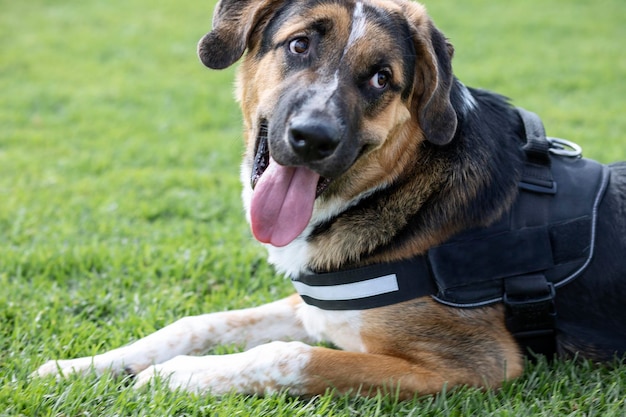 Cucciolo di mastino spagnolo di 8 mesi