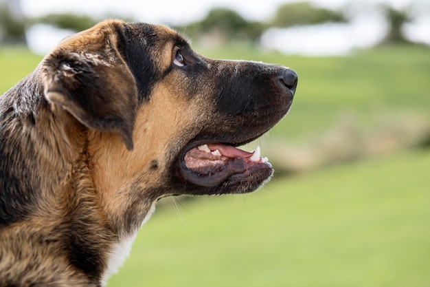 Cucciolo di mastino spagnolo