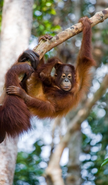 Cucciolo di orango allo stato brado. Indonesia. L'isola di Kalimantan (Borneo).