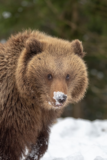 Cucciolo di orso bruno selvaggio nella foresta di inverno