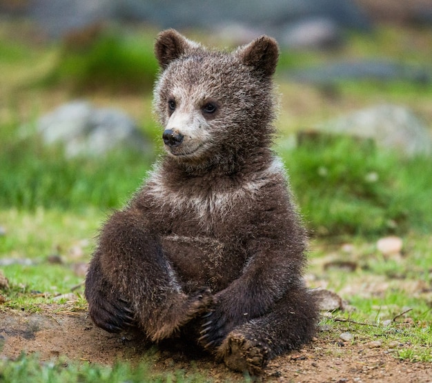 Cucciolo di orso divertente si siede per terra nella foresta