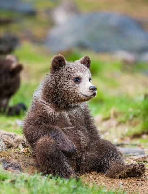 Cucciolo di orso divertente si siede per terra nella foresta