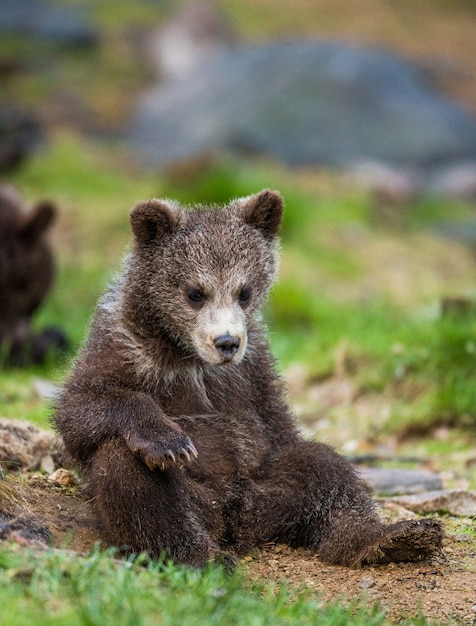 Cucciolo di orso divertente si siede per terra nella foresta