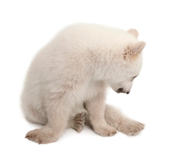 Cucciolo di orso polare Ursus maritimus 6 mesi seduto su sfondo bianco