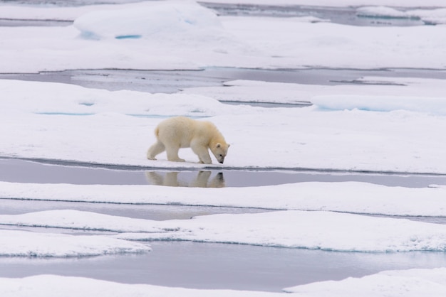 Cucciolo di orso polare (Ursus maritimus) sul ghiaccio pack, a nord della Norvegia artica delle Svalbard