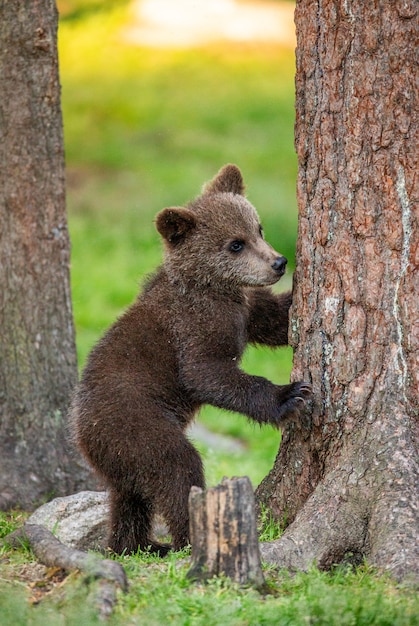 Cucciolo di orso si è arrampicato su un albero