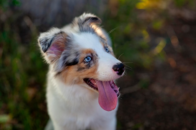 Cucciolo di pastore australiano carino Un animale domestico cammina nel parco all'aperto Cane australiano con gli occhi azzurri