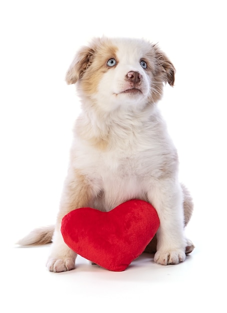 Cucciolo di pastore australiano con un cuore rosso per San Valentino