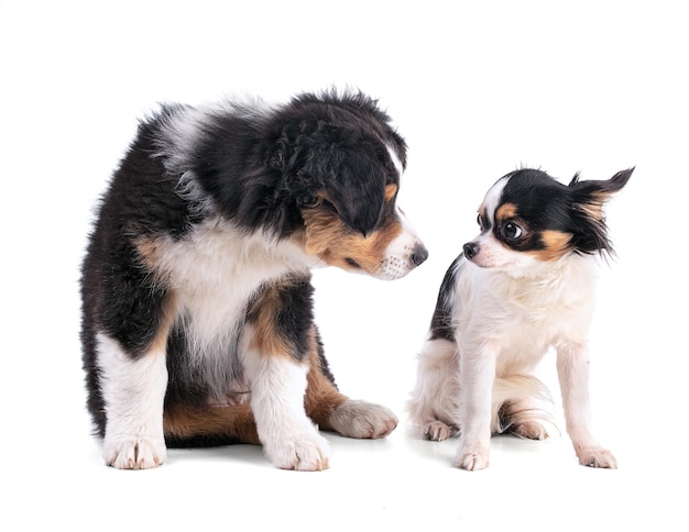 Cucciolo di pastore australiano e chihuahua isolati su sfondo bianco