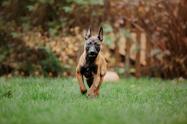 Cucciolo di pastore belga (Malinois) che gioca sul cortile. Canile. Lettiera per cani. Cucciolo sul verde gr