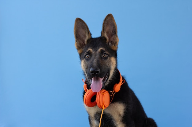 Cucciolo di pastore tedesco del cane in cuffie, superficie isolata blu-chiaro