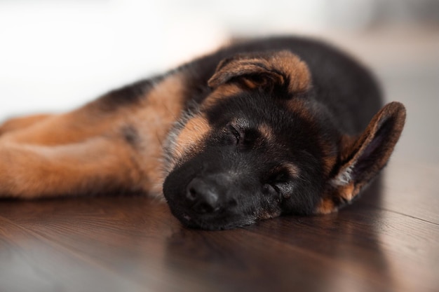 Cucciolo di pastore tedesco di 2 mesi a casa