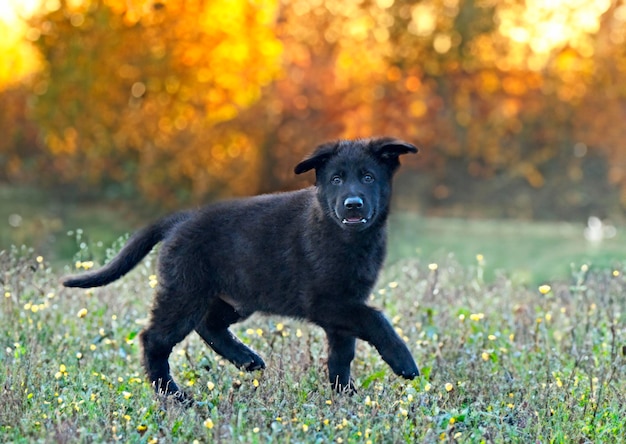 cucciolo di pastore tedesco nero in natura